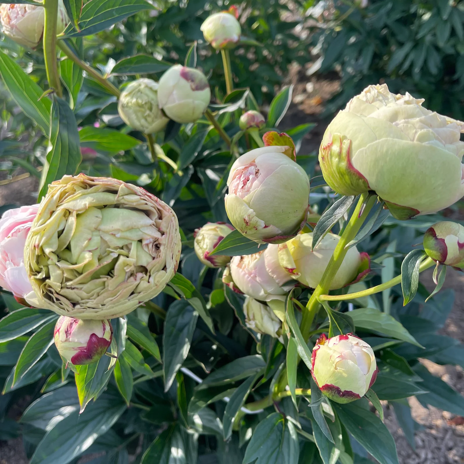 Соланж 2
